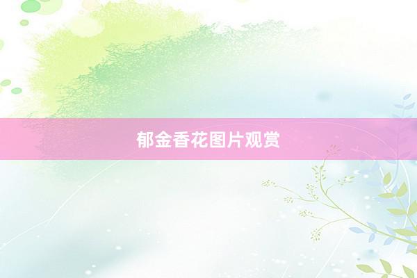 郁金香花图片观赏